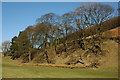 Trees on the lower slopes of Yarnshaw Hill