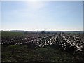 Gulls gather over newly ploughed field