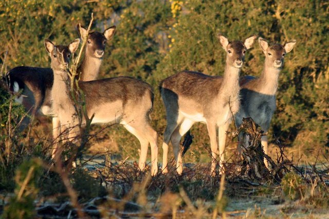Fallow Deer on Hyde Common