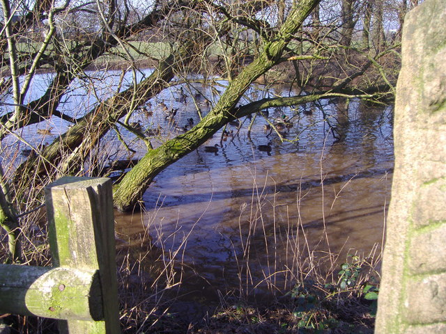 Duck Pond, Gib Lane, Hoghton