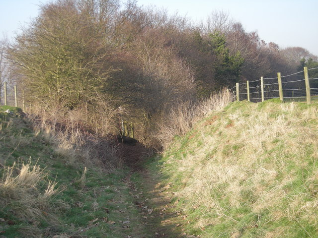 Footpath emerging from the woods