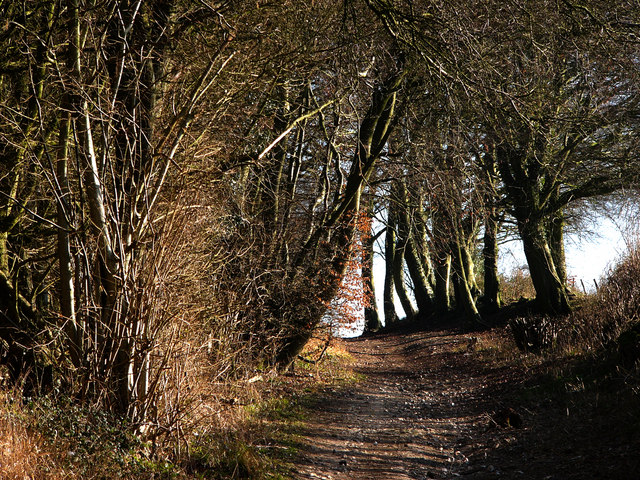 Alresford Lane by Cheriton Wood