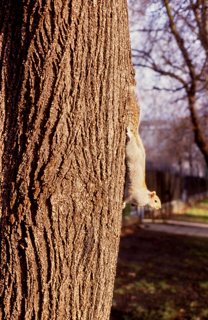 Grey Squirrel (Sciurus carolinensis). Hyde Park