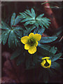 Winter Aconite (Eranthis hyemalis), Widmerpool