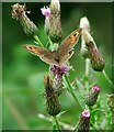 Meadow Brown (Maniola jurtina) Male