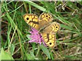 Wall Brown Lasiommata megra (male)