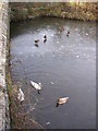 Ducks on the ice, Corn Mill Lane, Burley in Wharfedale