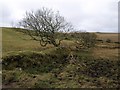 Field boundary near Trevendick