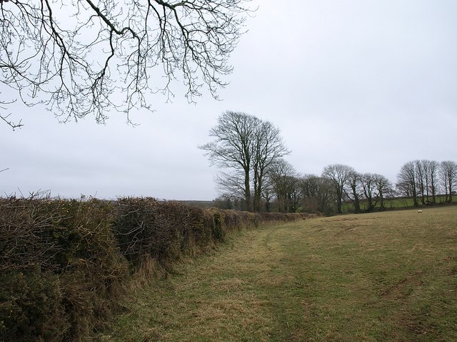 Hedge and trees near Laneast