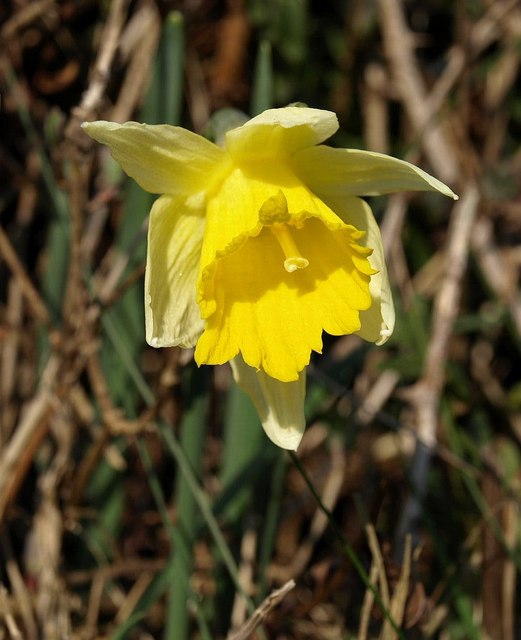 Wild daffodil above Buckland Mill