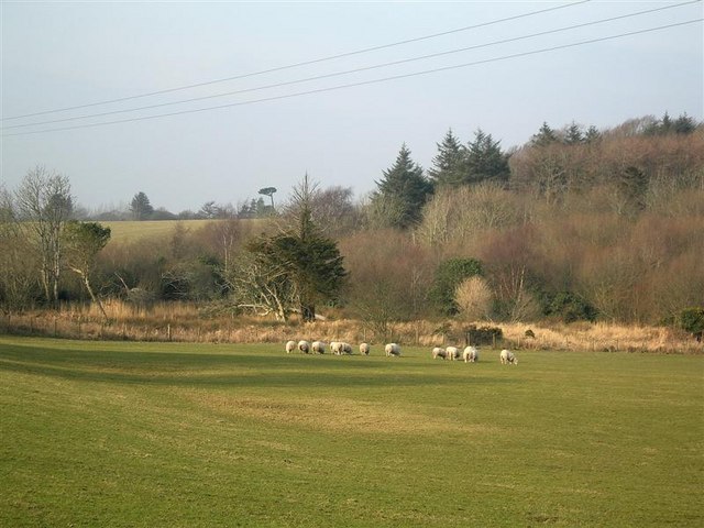 Sheep In A Field