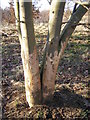 Rabbit damage on plantation trees