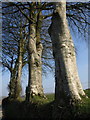 Beech trees near Collacott