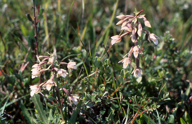 Marsh Helleborine (Epipactis palustris), Hightown