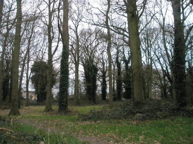 Battens Copse from Stockheath Road