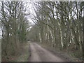 Silver Birches at Shawbury Heath