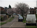 Early Spring Blossom