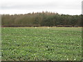 Swans grazing