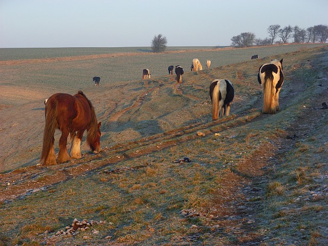 Horses on downland, Liddington