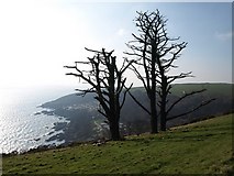 SX5646 : Dead trees above Stoke Beach Caravan Park by Derek Harper