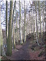 NY8356 : Path on the south bank of the River East Allen by Mike Quinn