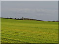 Fields, near Millisle