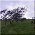 Tree-lined field boundary near Penlan farm