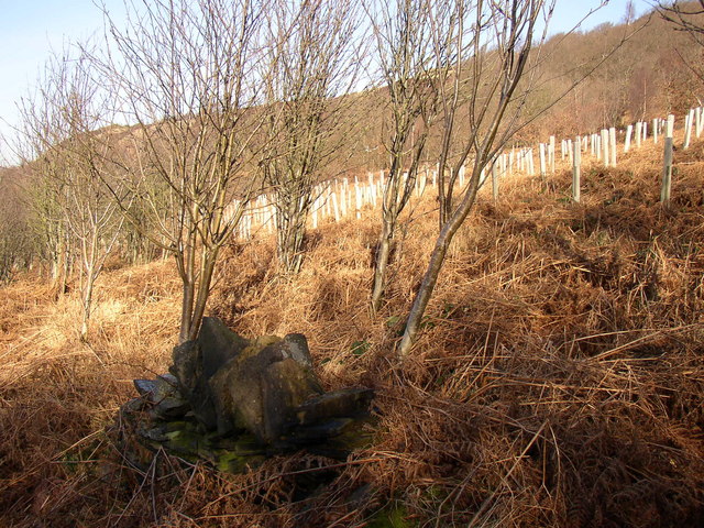 Remains of wall and plantation, Tong Royd, Elland