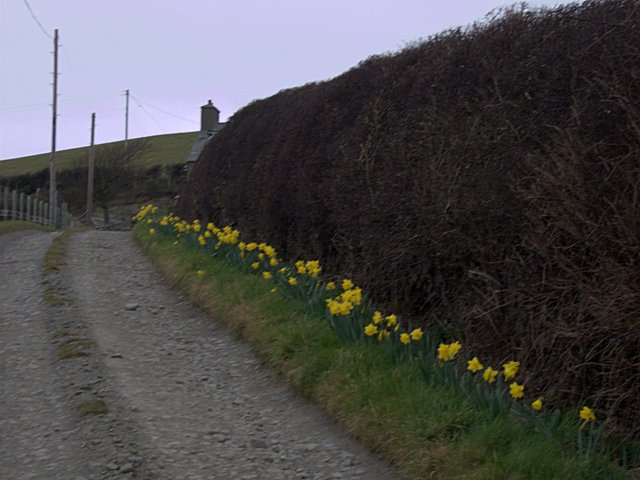 Daffodil-lined farm track at Penlan farm