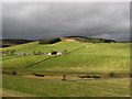 Grazing fields at Blackhaugh