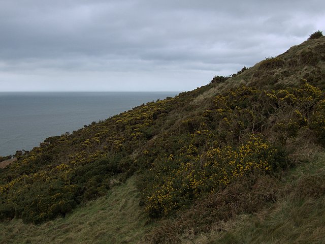 Gorse-covered headland