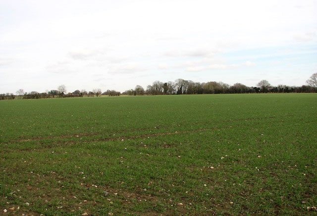 Cereal field beside Hingham Road