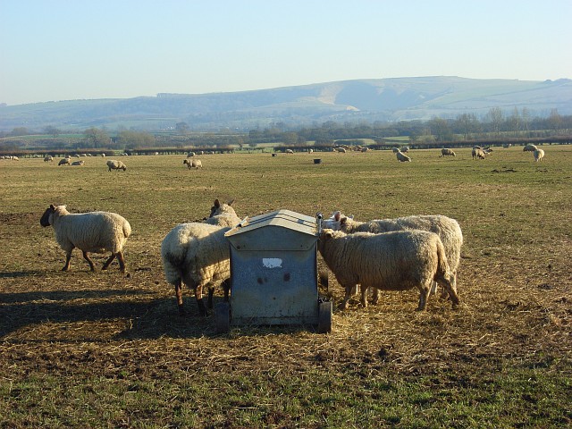 Pastures, Longcot