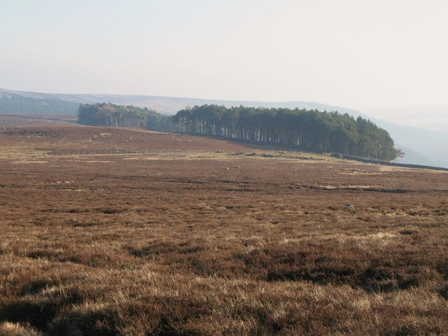 Moorland and plantation near Riddlehamhope