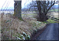 Snowdrops at Bayfield Mains