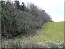 T1860 : Edge of woodland at Ballyscartin by Jonathan Billinger