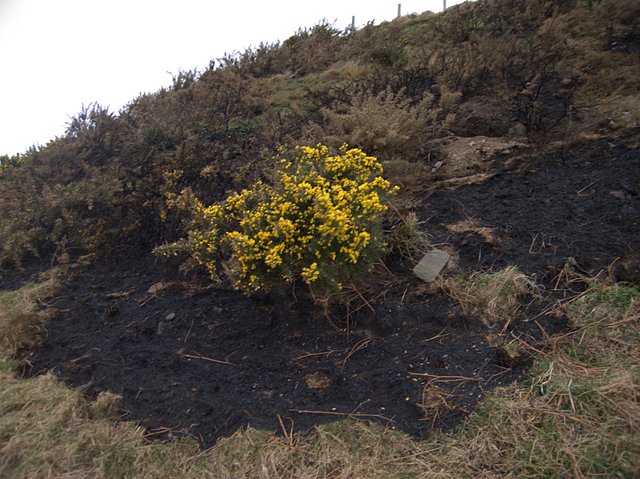 Gorse amidst burnt patch