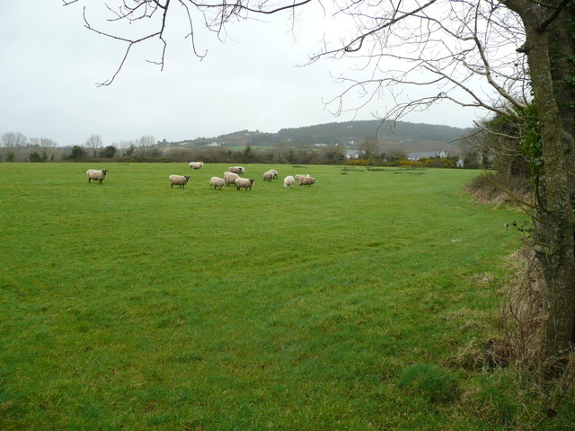 Sheep pasture south of Tara Hill.