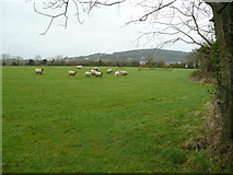 T2060 : Sheep pasture south of Tara Hill. by Jonathan Billinger