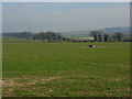 Farmland above Shrewton