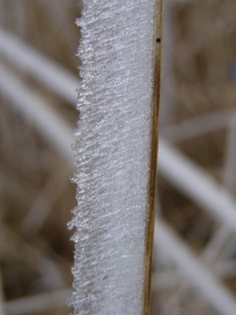 Close-up of rime deposit on a twig