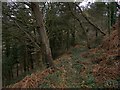 Overgrown track descending into Cwm Wyre