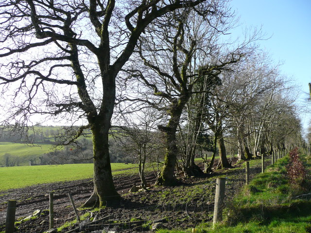 Row of beeches at Aughullen