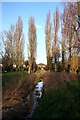 Poplars by the Linnet