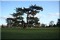 Cedar on Hardwick Heath