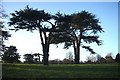 Two cedars on Hardwick Heath