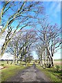 Tree-lined avenue to Craigendunton