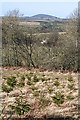 Woodland near Auchintoul