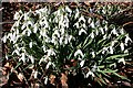 Snowdrops (Galanthus nivalis)