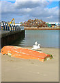 Swans, River Adur